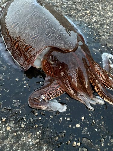 モンゴウイカの釣果