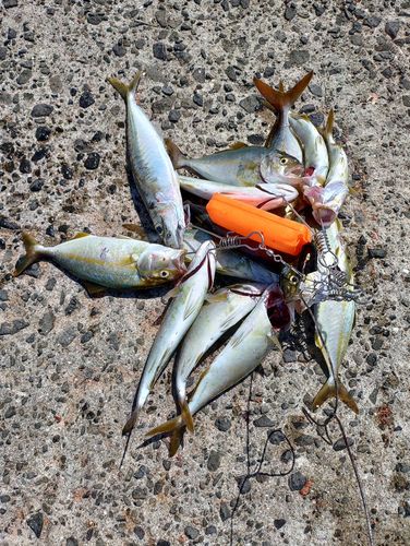 ネリゴの釣果