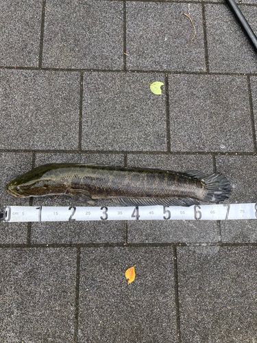 ライギョの釣果