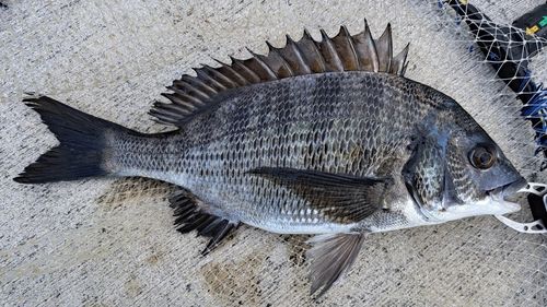 チヌの釣果
