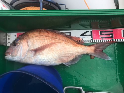 マダイの釣果