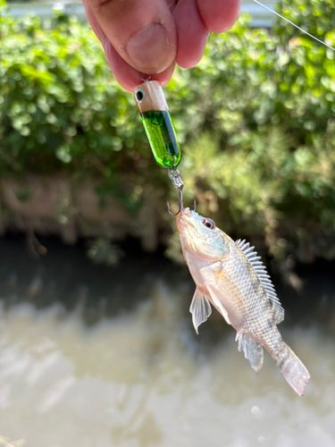 ティラピアの釣果