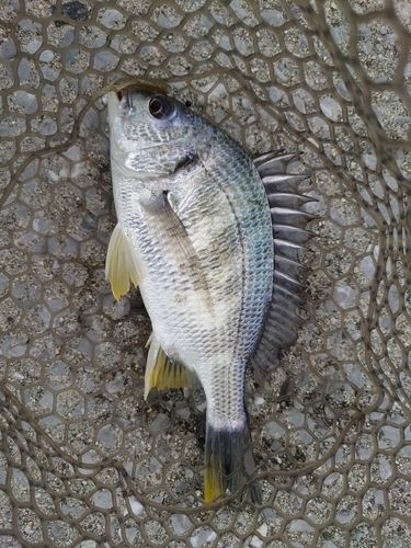 キビレの釣果