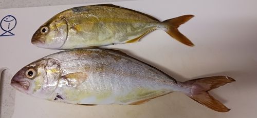 ネリゴの釣果