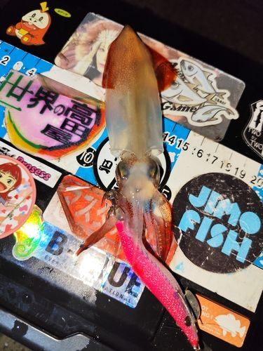 ケンサキイカの釣果