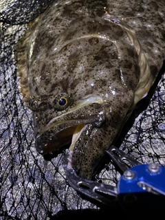 ヒラメの釣果