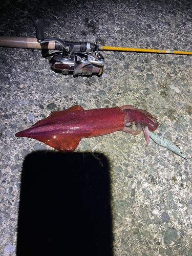 ケンサキイカの釣果