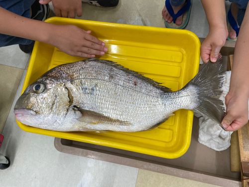 ヘダイの釣果