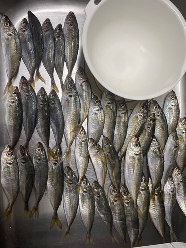 アジの釣果