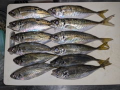 アジの釣果