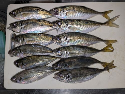 アジの釣果