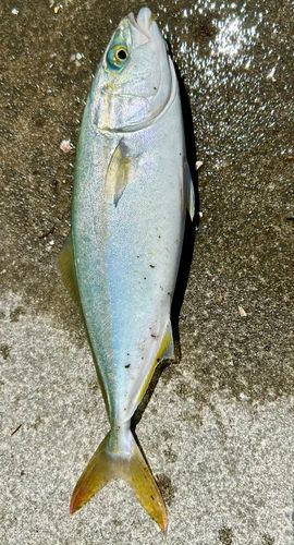 ツバスの釣果