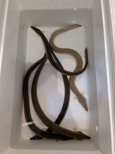 ウナギの釣果