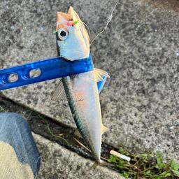 サバ