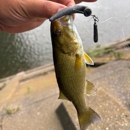 スモールマウスバス