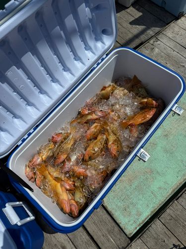 ヤナギノマイの釣果