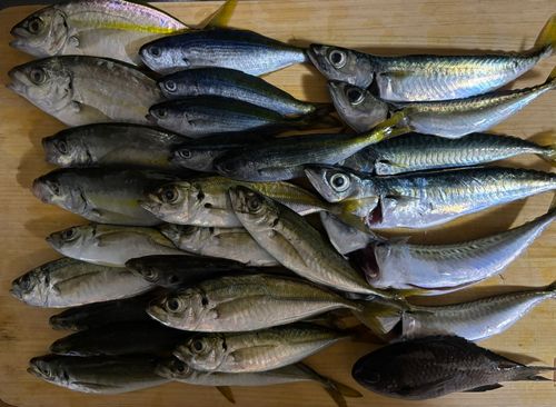 タカベの釣果