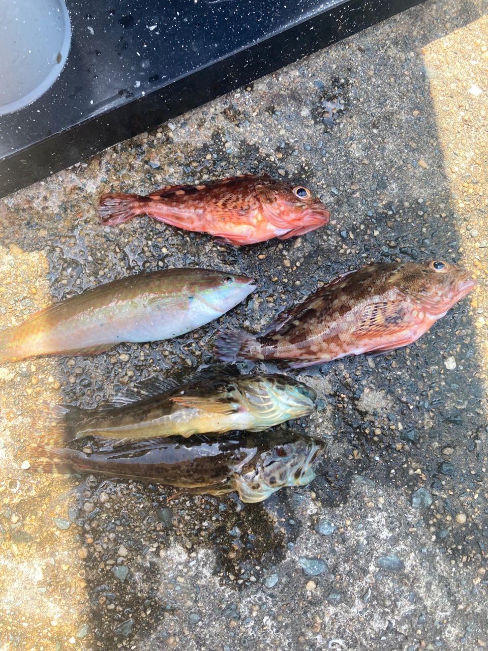 メバル