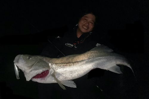 シーバスの釣果