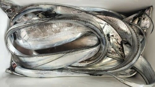 タチウオの釣果