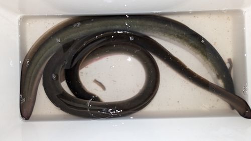 ウナギの釣果