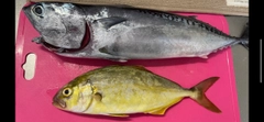 ショゴの釣果