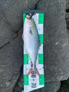 イナダの釣果
