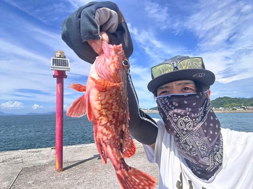 カサゴの釣果