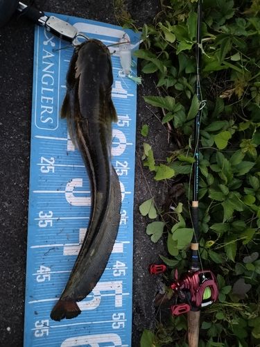 マナマズの釣果