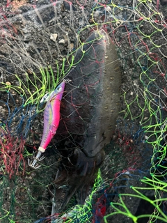 コウイカの釣果