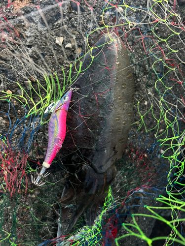 コウイカの釣果