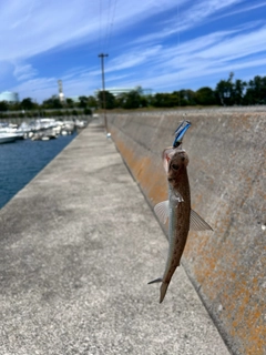 エソの釣果