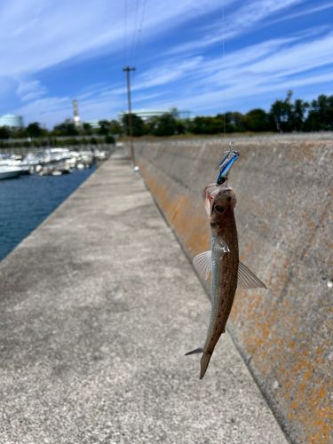 エソの釣果