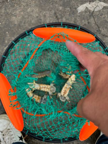 シャコの釣果