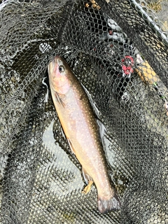 イワナの釣果