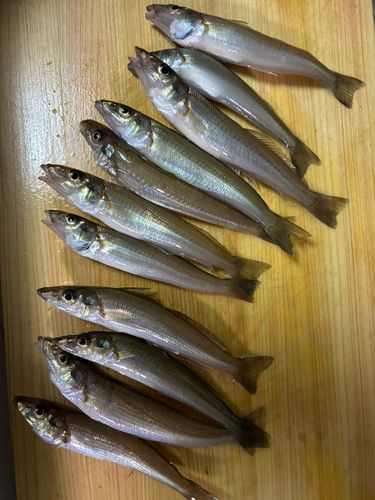 キスの釣果