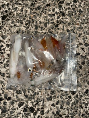 ベイカの釣果
