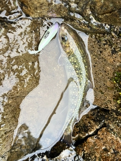 イワナの釣果