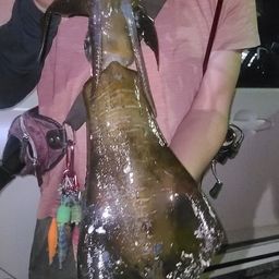 アオリイカ