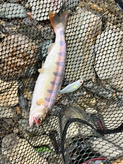 ヤマメの釣果