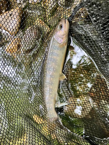 イワナの釣果
