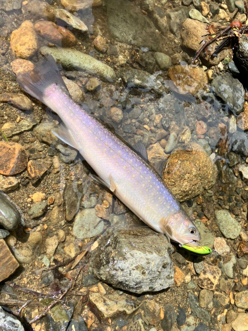 SMITH ビースティッキー ヒロ本山モデルの最安値・インプレ・釣果