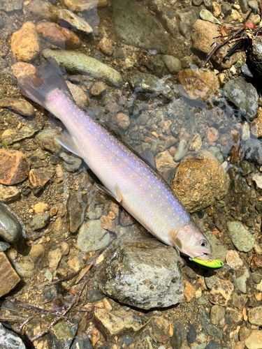 イワナの釣果