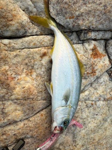 ツバスの釣果