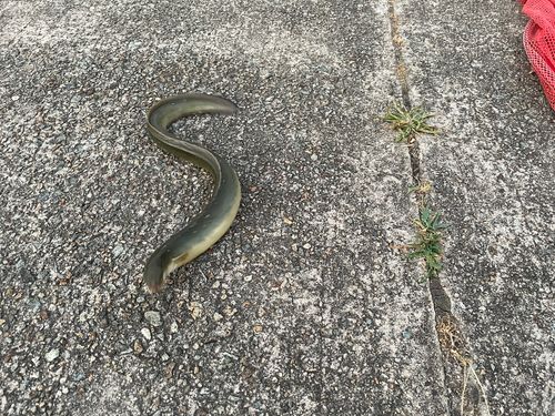 ウナギの釣果