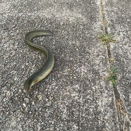 ウナギ
