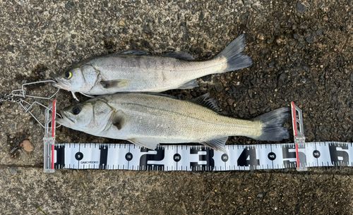 シーバスの釣果