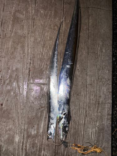 タチウオの釣果