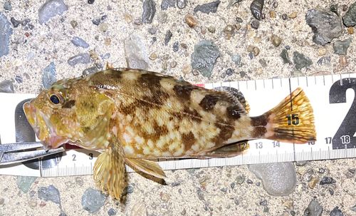 カサゴの釣果