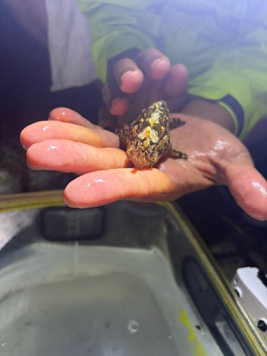 ハナオコゼの釣果